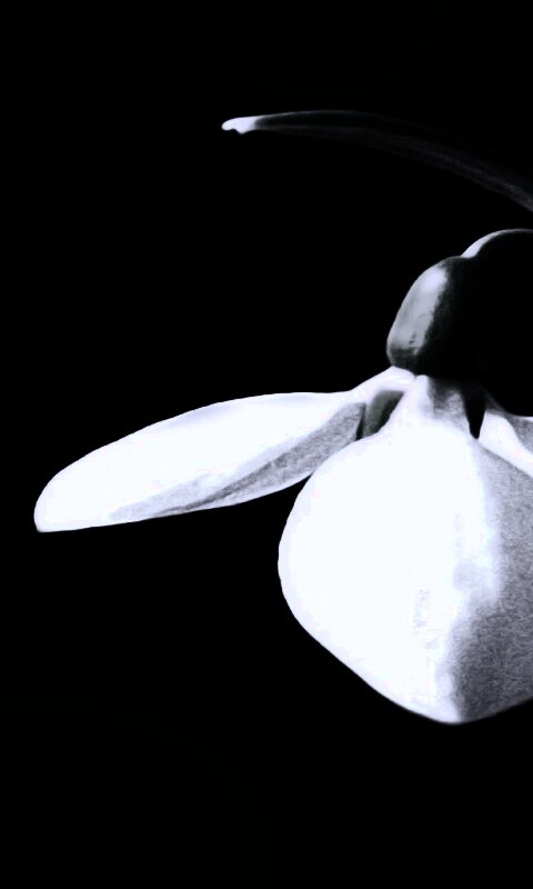 Белый цветок обои