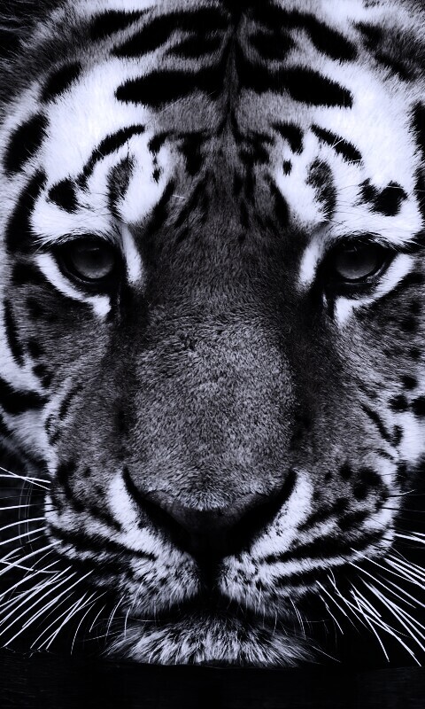 Купание тигра обои