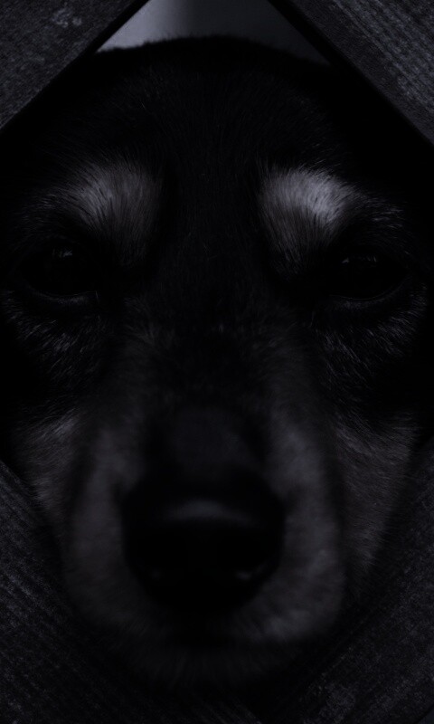 Мордочка в заборе обои