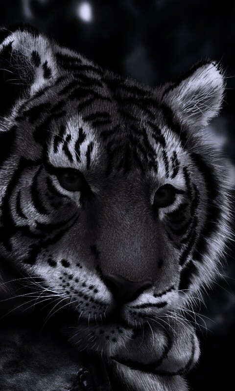 Грустный тигра обои