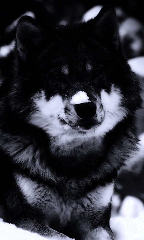 Волк с синими глазами обои