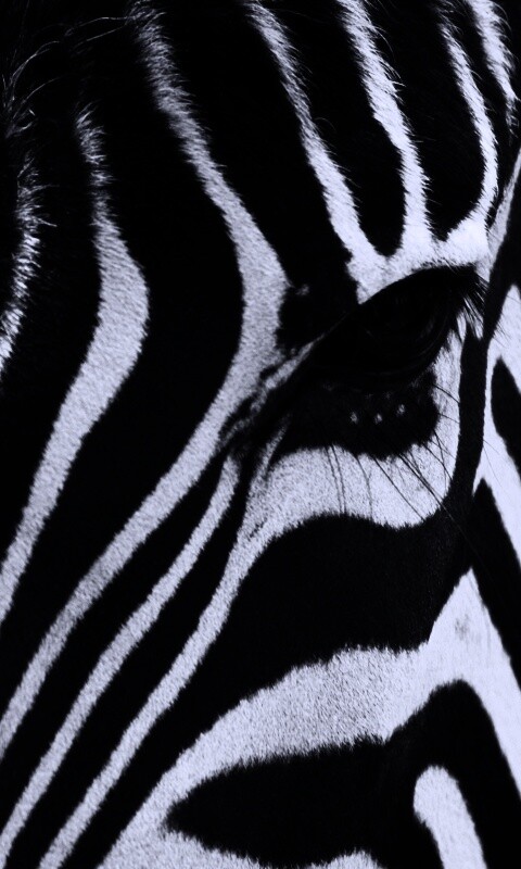 Зебра обои