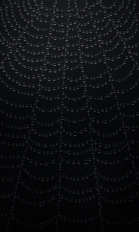 Роса на паутине обои