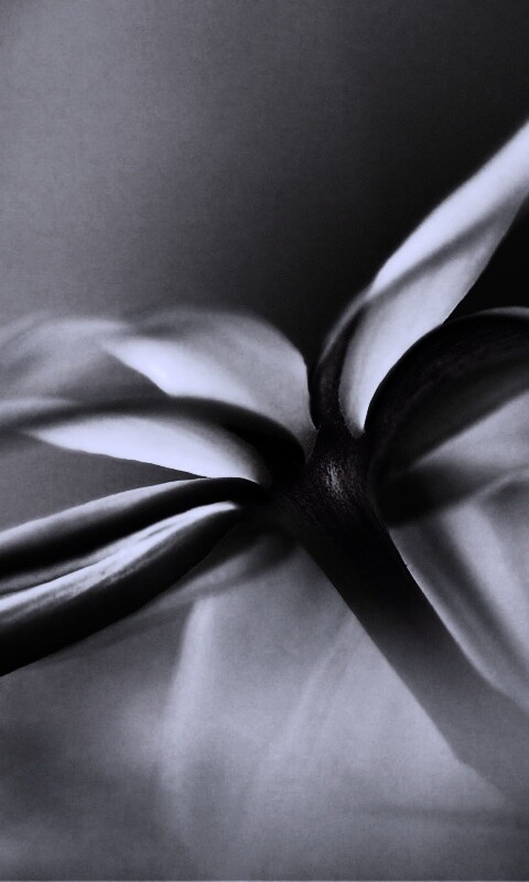 Цветок обои