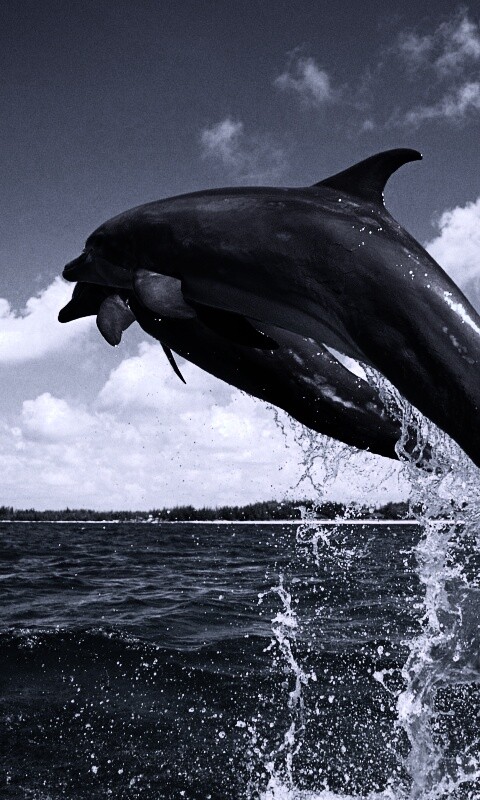 Дельфины обои