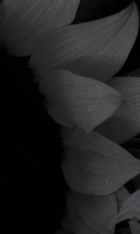 Подсолнухи обои