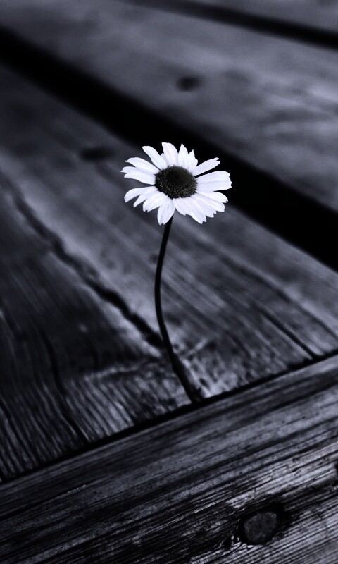 Жизнь среди смерти обои