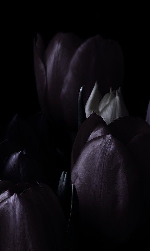 Тюльпаны обои