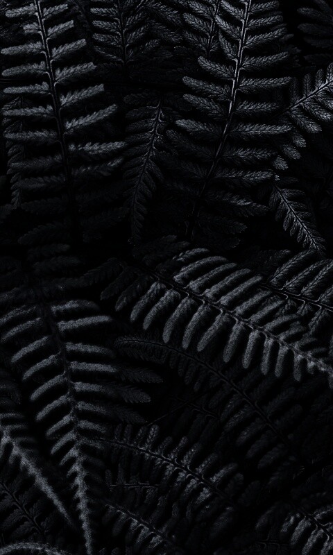 Папоротник обои