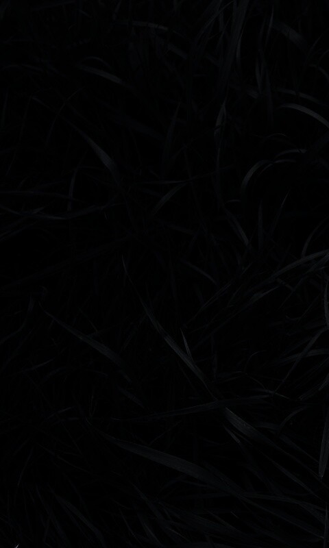 Зеленая трава обои