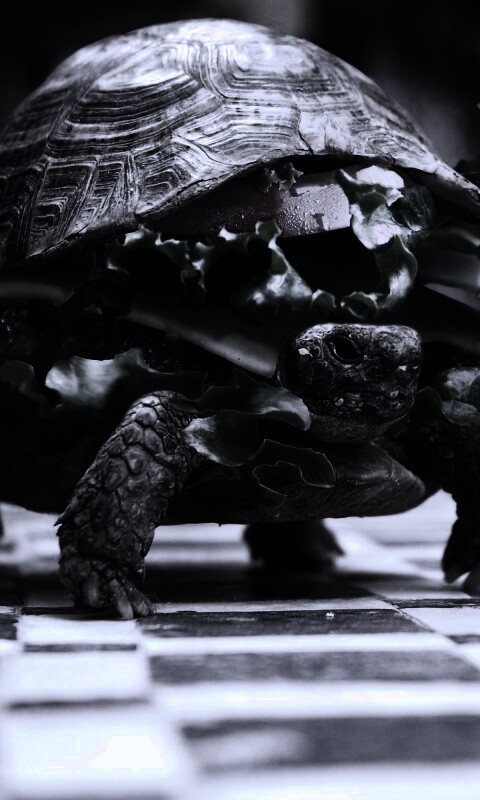 Черепахбургер обои