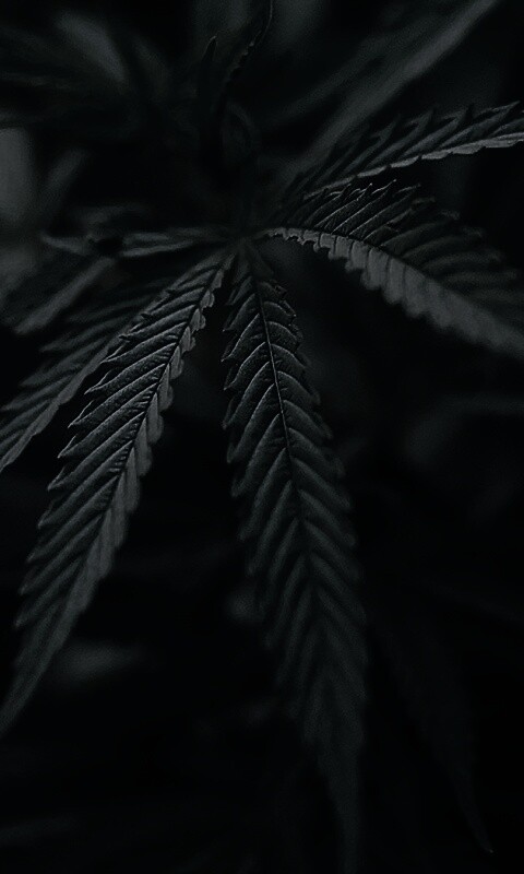 Марихуана обои