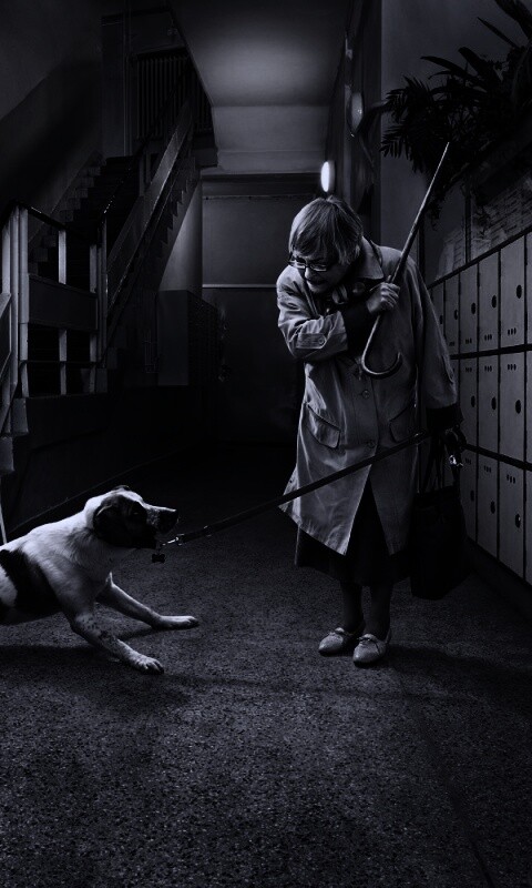 Непослушная собака обои