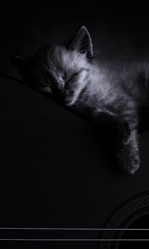 Котенок на гитаре обои