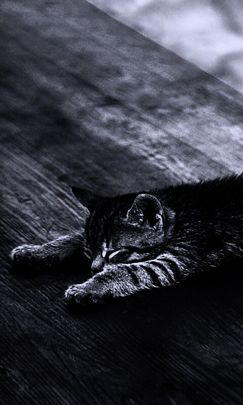 Растянувшийся кошара обои