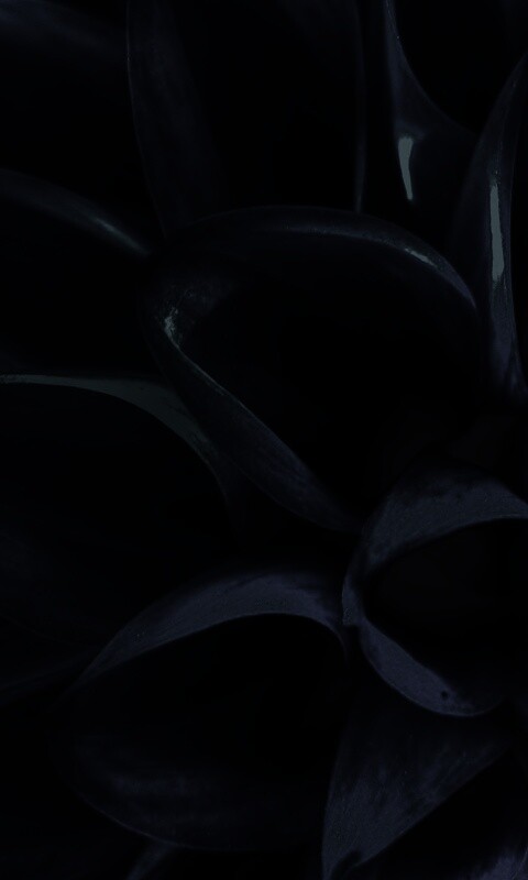 Лепестки обои