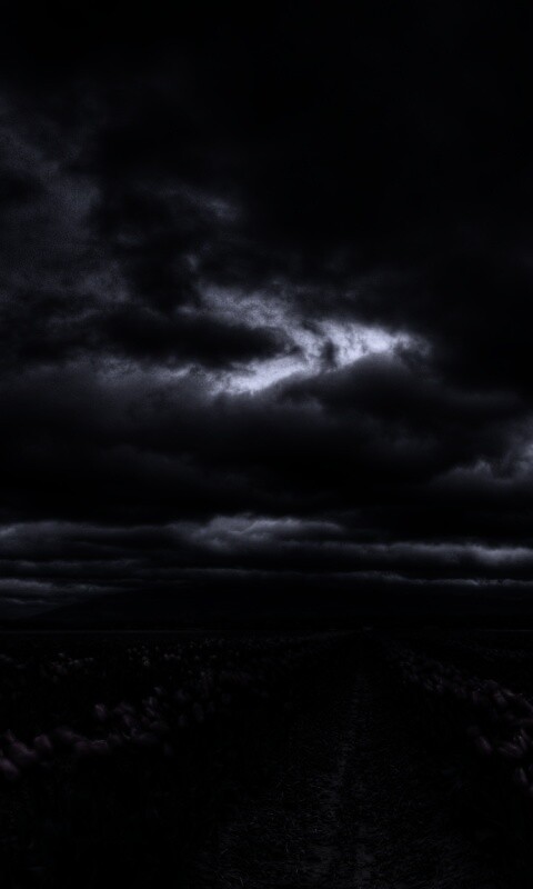 Цветочное поле под грозовым небом обои