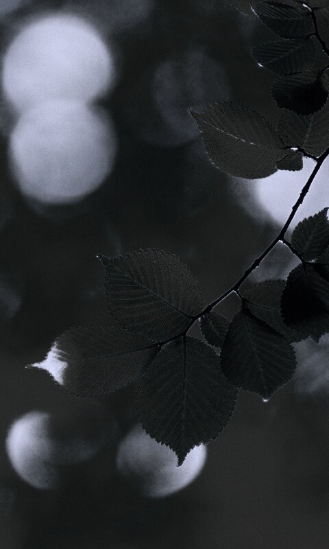 Зеленая ветка с листьями обои