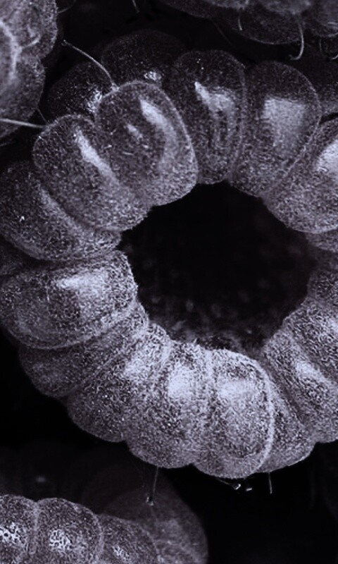 Малина обои