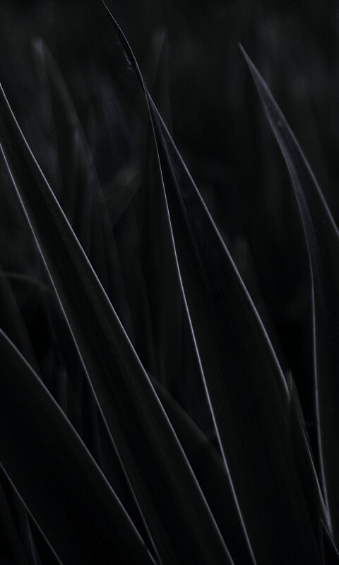 Идеальная зелень обои