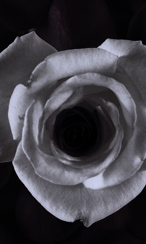 Необыкновенная роза обои