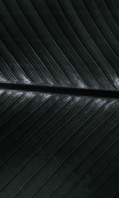 Пальмовый лист на солнце обои