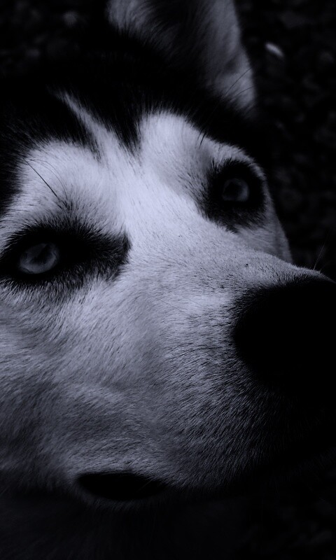 Собака хаски обои