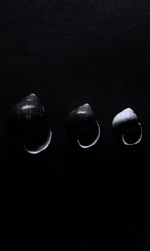 Раковины обои