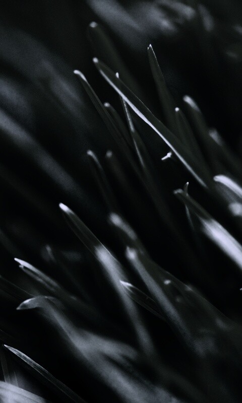 Зеленая свежая трава обои