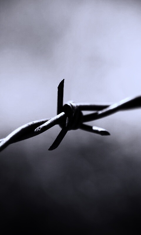 Фото колючей проволоки обои