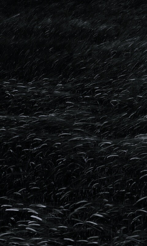 Колышущаяся трава обои