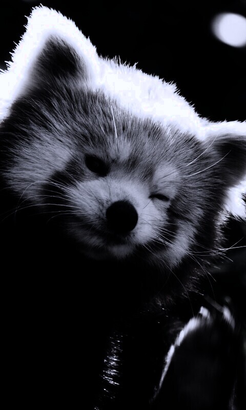 Красная панда подмигивает обои