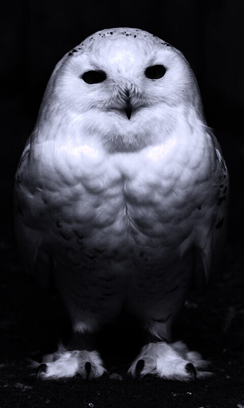 Белая сова обои