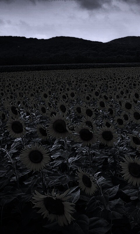 Живописное поле подсолнухов обои