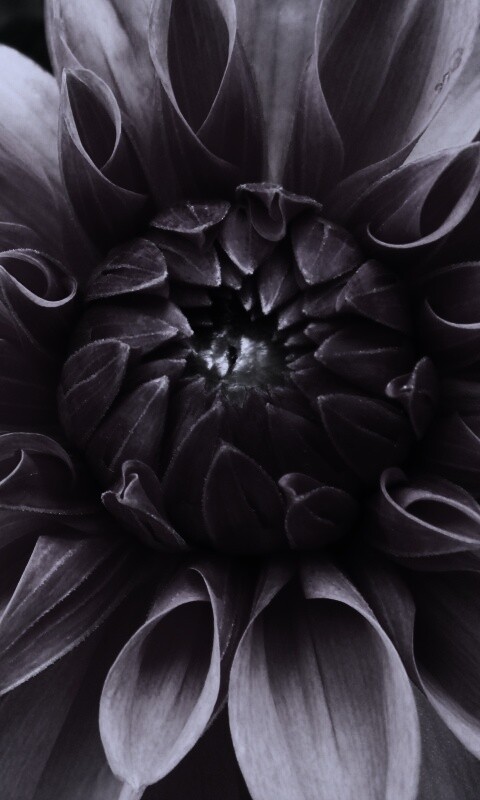 Аленький цветочек обои