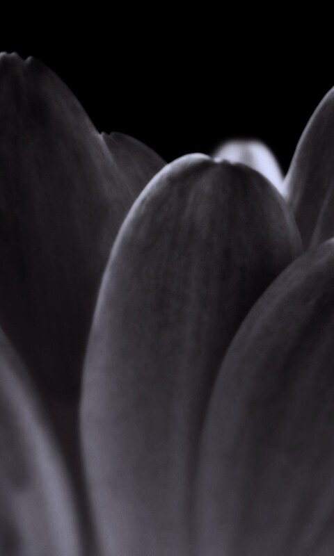 Цветочные лепестки обои