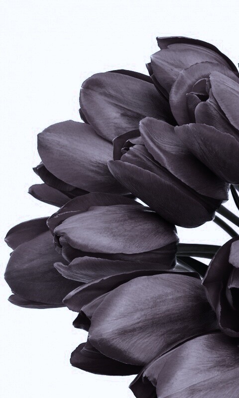 Букет тюльпанов обои