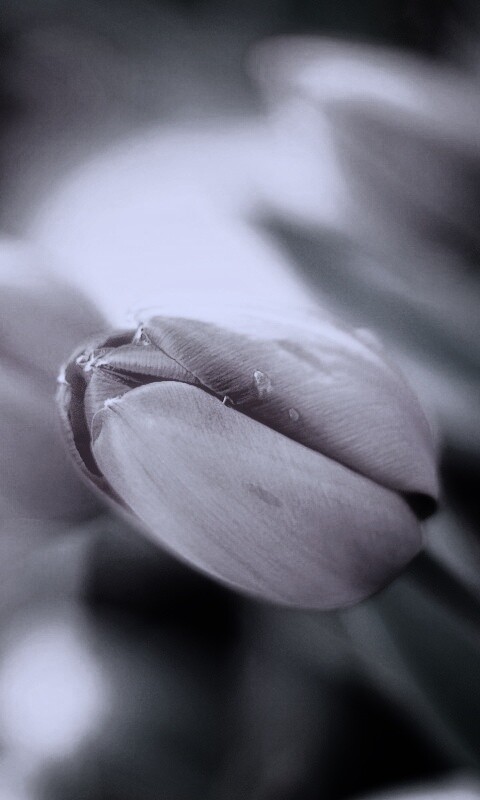 Красивый тюльпан обои