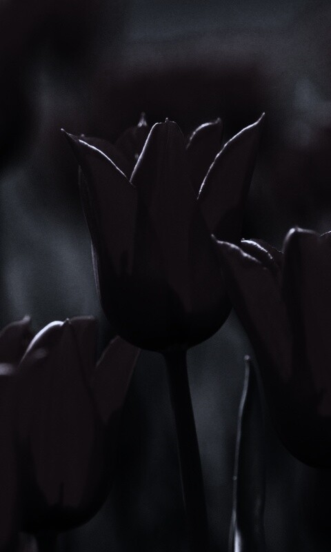 Красные цветы обои