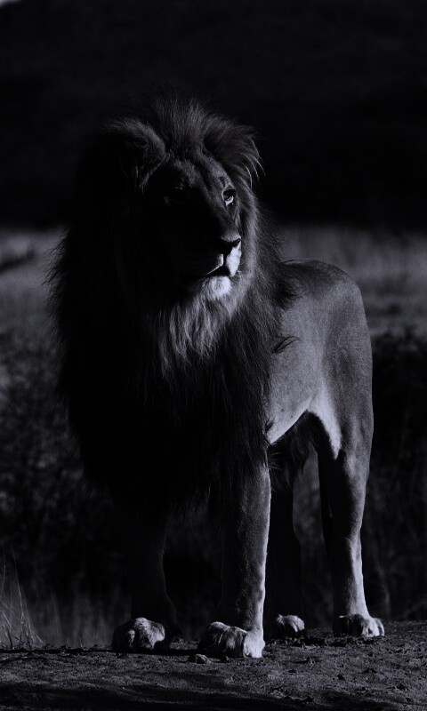 Царь зверей обои
