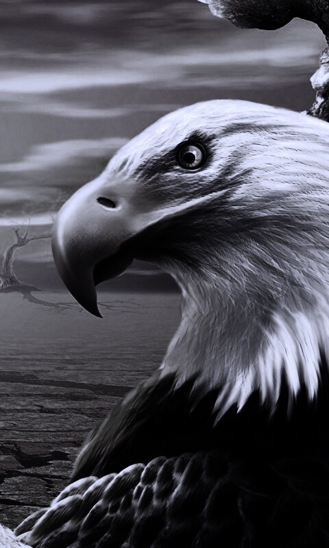 Нарисованный орел обои