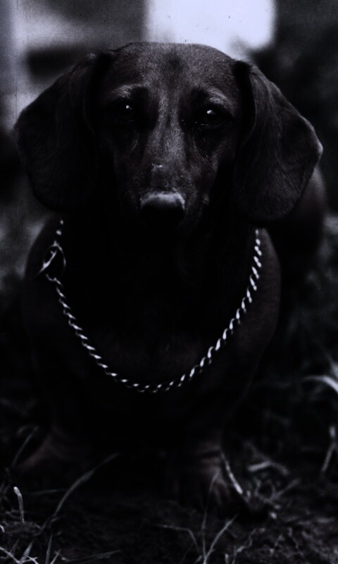 Рыжая такса обои