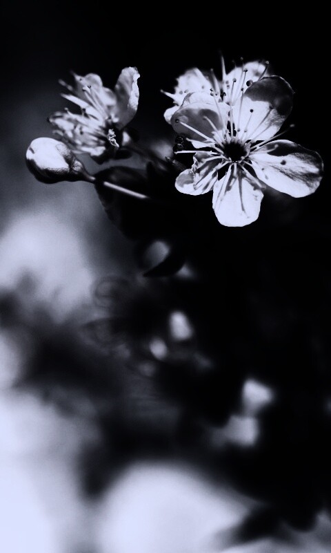 Цветок вишни обои