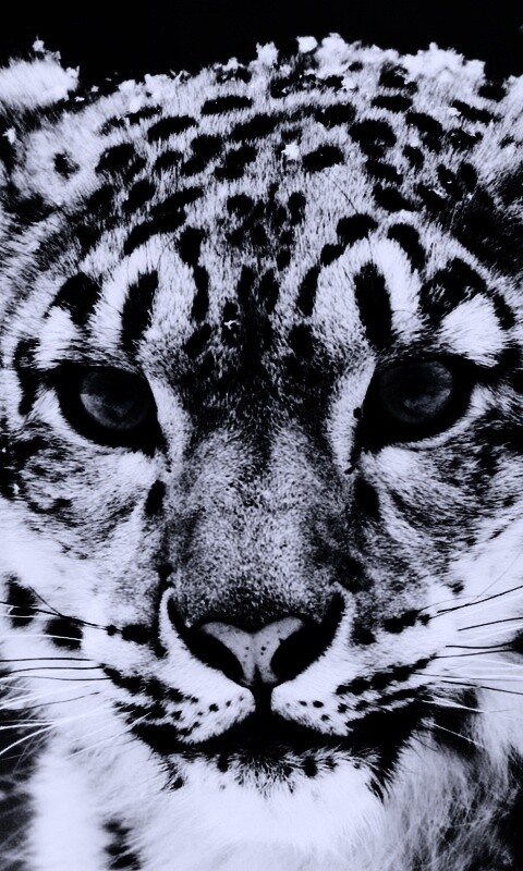 Снежный барс обои