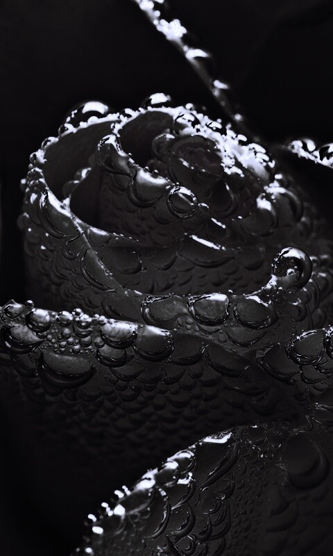 Мокрый желтый цветок обои