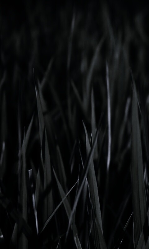 Яркая сочная трава обои