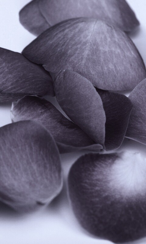 Лепестки розы обои