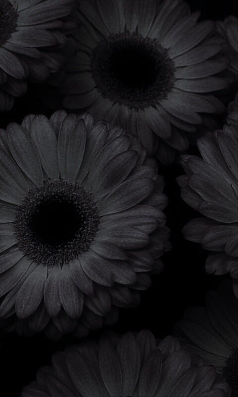 Желтые герберы обои