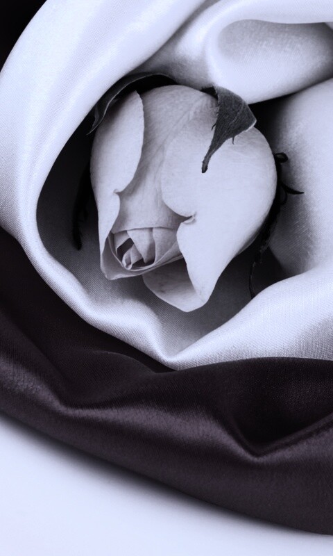 Нераспустившийся цветок розы в шелке обои