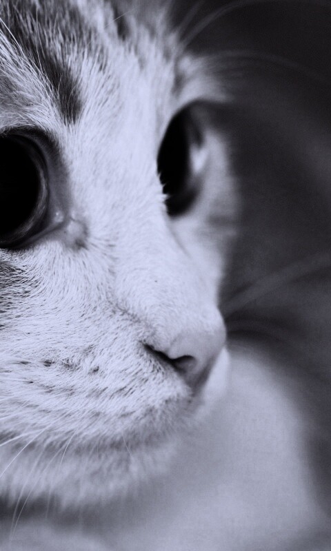 Кот с большими глазами обои